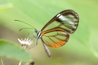 Pseudoscada troetschi-0172
