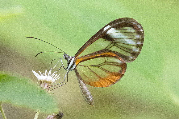 Pseudoscada troetschi-0172