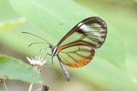 Pseudoscada troetschi-0179