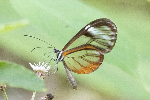 Pseudoscada troetschi-0179