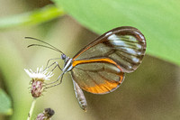 Pseudoscada troetschi-0166