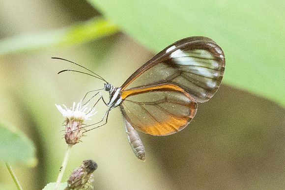 Pseudoscada troetschi-0168