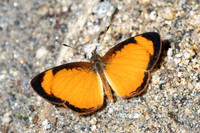Tegosa pastazena