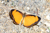 Tegosa pastazena-4514