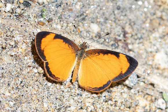 Tegosa pastazena-4514
