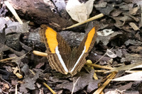 Adelpha cytherea-8004Bucaramanga - 30/07/25