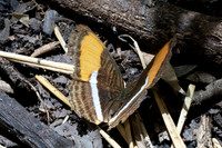 Adelpha cytherea-8014 - Bucaramanga - 30/07/25