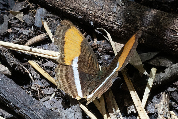 Adelpha cytherea-8014 - Bucaramanga - 30/07/25