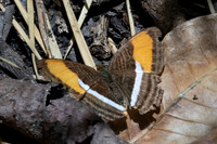 Adelpha cytherea-8008Bucaramanga - 30/07/25