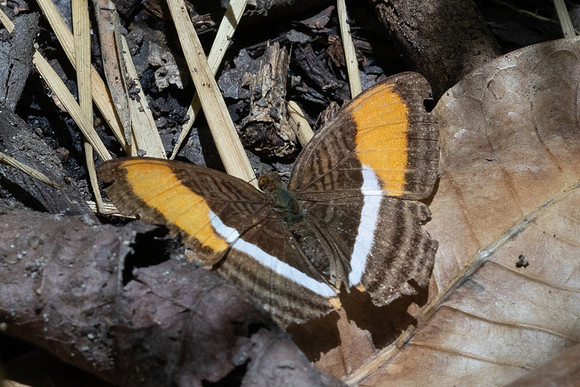 Adelpha cytherea-8008Bucaramanga - 30/07/25