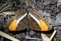 Adelpha cytherea-8030 Bucaramanga - 30/07/25