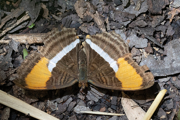 Adelpha cytherea-8030 Bucaramanga - 30/07/25