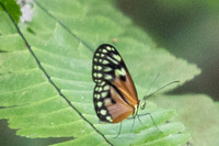 Napeogenes stella