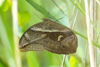 Eryphanis automedon