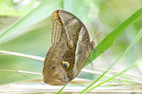 Eryphanis automedon-3440