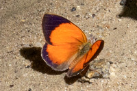 Haematera pyrame