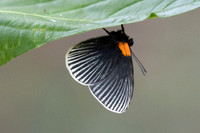 Hades noctula-8314 - Bucaramanga - 31/07/25