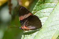 Adelpha lycoria-4248  - Minca - 18/07/25
