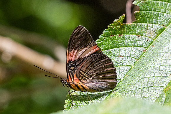 Adelpha lycoria-4245  - Minca - 18/07/25