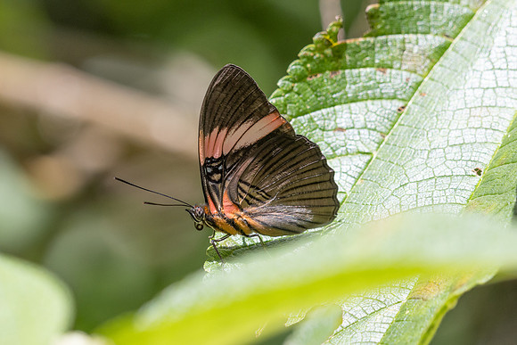 Adelpha lycoria-4240 - Minca - 18/07/25