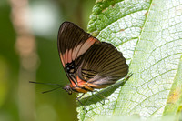 Adelpha lycoria-4238 - Minca - 18/07/25