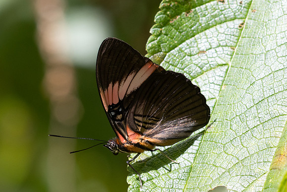 Adelpha lycoria-4235  - Minca - 18/07/25