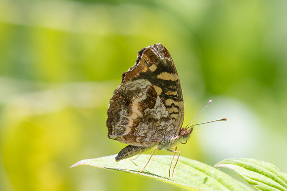 Anthanassa drusilla-3902 - Minca - 18/07/25