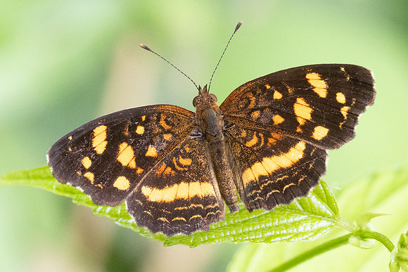 Anthanassa drusilla-1756 - Minca - 16/07/25