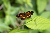 Anthanassa drusilla-1755 - Minca - 16/07/25