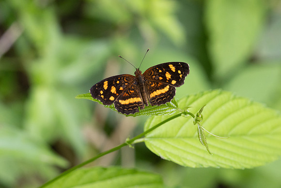 Anthanassa drusilla-1755 - Minca - 16/07/25