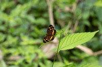 Anthanassa drusilla-1751