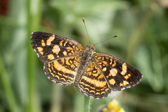Anthanassa tulcis-3385 - Minca - 17/07/25