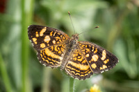 Anthanassa tulcis-3386 - Minca 17/07/25