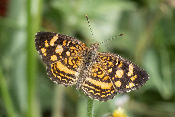 Anthanassa tulcis-3386 - Minca 17/07/25