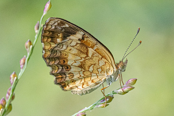 Anthanassa sp -15 - Minca - 17/07/25
