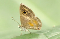 Perophthalma tullius-5555