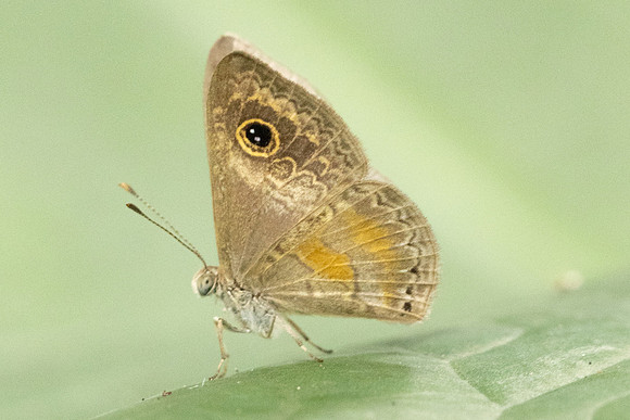 Perophthalma tullius-5555