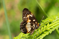 Chlosyne lacinia-2766- Minca - 17/07/25