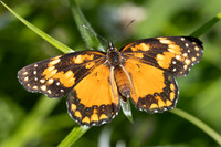 Chlosyne lacinia id--2723