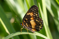 Chlosyne lacinia-2350- Minca - 17/07/25