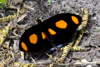 Catonephele numilia-6218