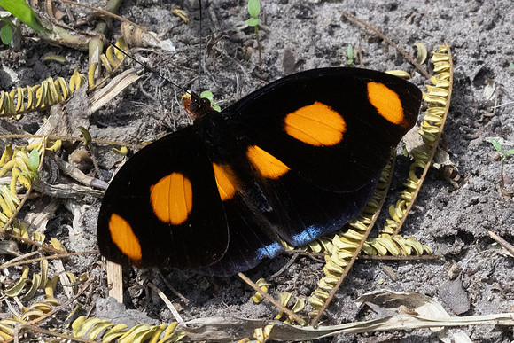 Catonephele numilia-6218