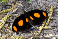 Catonephele numilia-6221