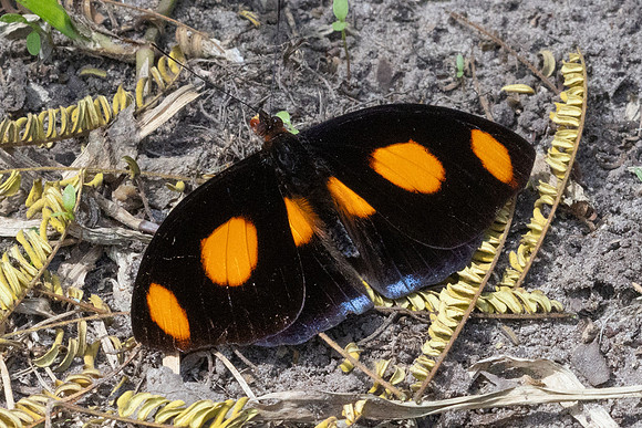 Catonephele numilia-6221
