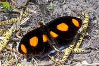 Catonephele numilia-6217