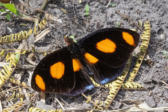 Catonephele numilia-6217