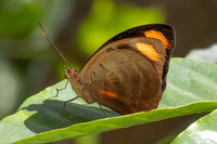 Catonephele numilia-6204