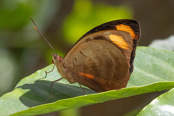 Catonephele numilia-6204