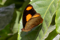 Catonephele numilia-6199