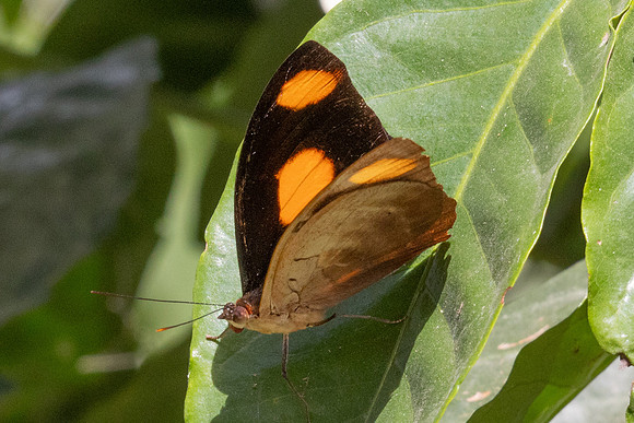 Catonephele numilia-6199